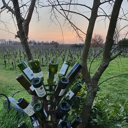 Des Vignes De Emilion