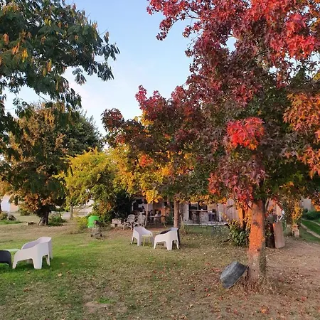 Des Vignes De Emilion *