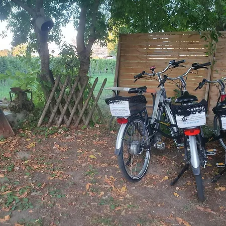 Des Vignes De Emilion *