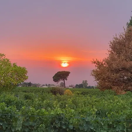 Des Vignes De Emilion *
